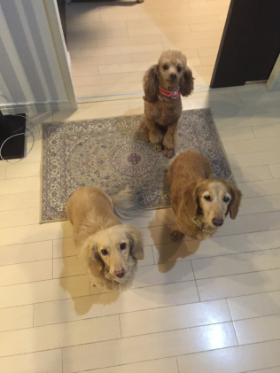 画像：愛犬モカ1