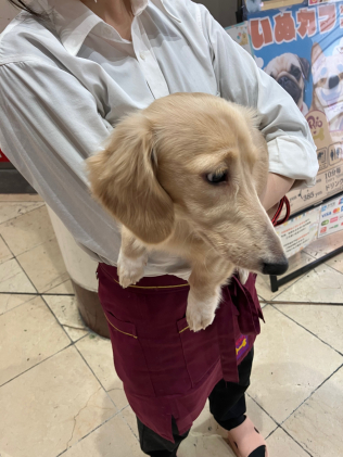 画像：飼い主としての責任1