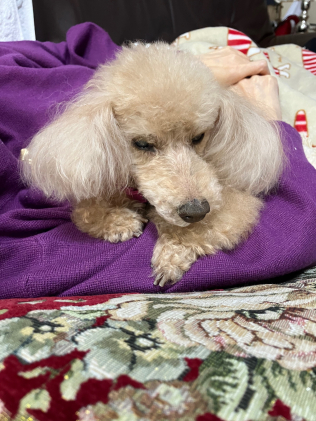 画像：飼い主としての責任2