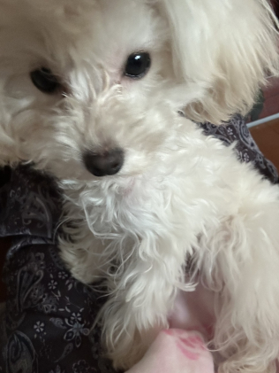 画像：笑顔と安らぎをくれる愛犬たち1