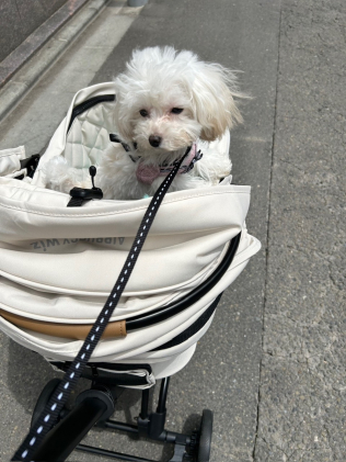 画像：笑顔と安らぎをくれる愛犬たち2